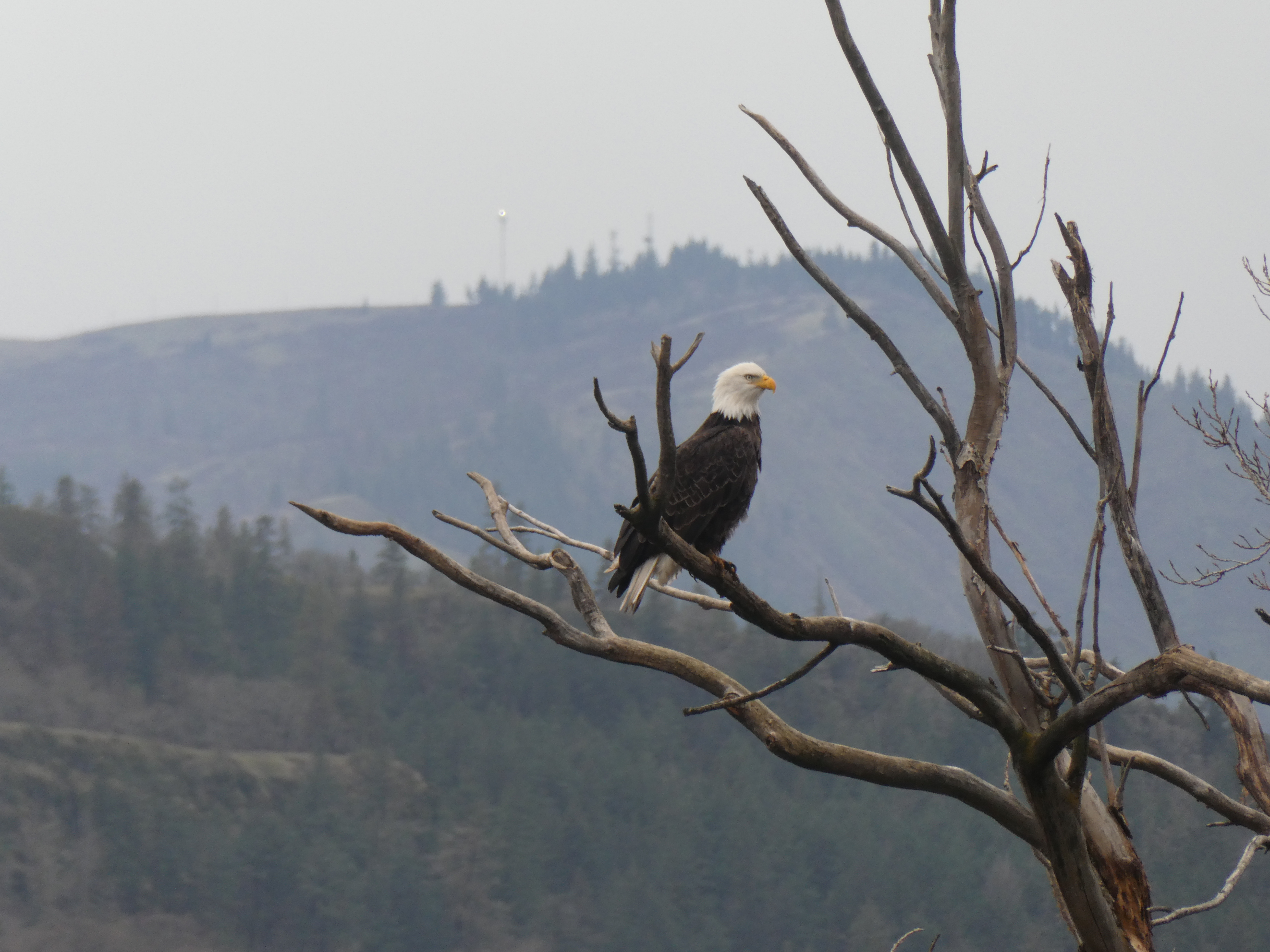 Bald Eagle on branch